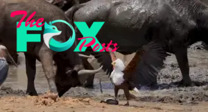 Strategic Opportunism: Cunning Eagle Seizes Injured Prey from Herbivorous Buffalo