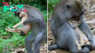 Monkey Hugs And Cuddles A Tiny Kitten Like It’s Her Own Baby