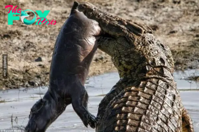 Fearless Mother Hippo Sacrifices to Protect Newborn: Deadly Encounter with Crocodile Ends in Victory