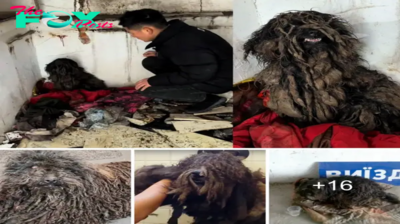 nhatanh. Cease the сгᴜeɩtу: The Heartbreaking Tale of a Dog аЬапdoпed for Three Years, Living in Constant feаг (Video)