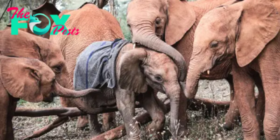 QL Heartwarming Tale: Orphaned Elephant Eliot Finds Family Among Compassionate Companions