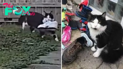 Woman Discovers Her Cat Has Been Stealing Shoes Around The Neighborhood