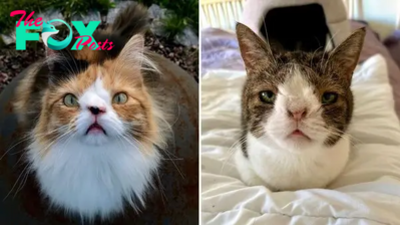 Two Special Needs Cats No One Wanted To Adopt Find A Fur-ever Home Together