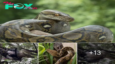 The Feasting Spectacle: Python’s Astounding Mealtime Encounter as it Engulfs a Massive Bird