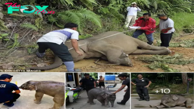 Heartwarming Tale of Resilience: Baby Pygmy Elephant Finds New Family Amid Tragedy