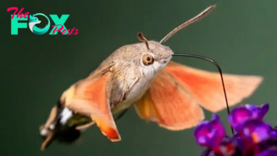 Hummingbird hawk-moth: The bird-like insect with a giant sucking mouthpart