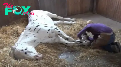 S29. Devoted Trainer Helps Horse Overcome 3 Broken Legs And The Loss Of His Sight (Video). S29