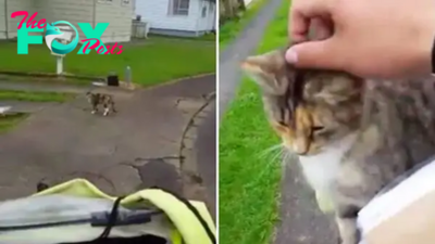 This Kitty Chases Down Mailman Every Day, Demanding His Attention