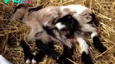 SAI. “Unprecedented: Eight-Legged Creature Born on Croatian Farm”.SAI