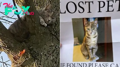 Cat Who’s Been Missing For 2 Weeks, Found Stuck In A Tree