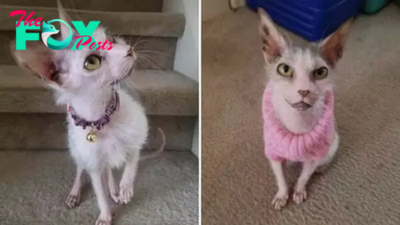 “Ugly” Cat Never Knew She Could Be Loved So Much