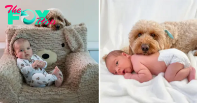 “Family Moments: Dog Participates in Newborn Baby’s First Photo Session – Unforgettable Adorable Images”