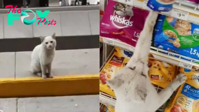 Smart Feline Leads Woman To Buy Him Food, But Receives So Much More