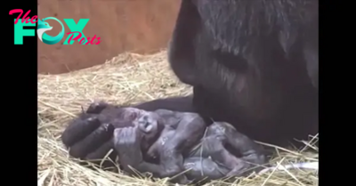 Aww Pregnant Gorilla Gives Birth, Then Does The Most ‘Humanlike’ Thing To Her Baby