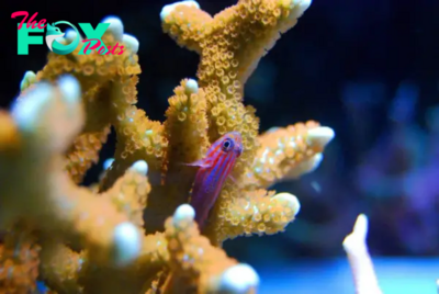 Top 4 Copepod Species for a Small Reef Tank Environment