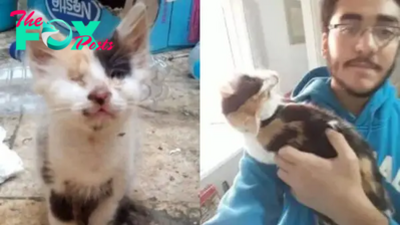 Man Rescues A Blind And Deaf Calico Kitten And Here’s What Happened Next…