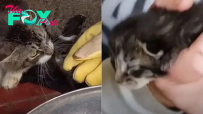 Mother Cat Welcomes An Orphaned Kitten To Her Furry Family