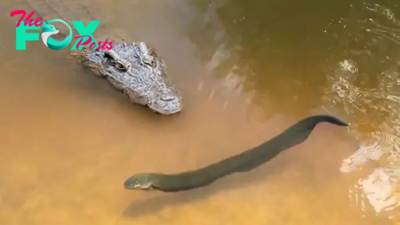 S127 Intriguing Encounter: The anticipation reaches its climax as a crocodile squares off against an 860-volt electric eel, captured on camera in a moment of intense drama! S127