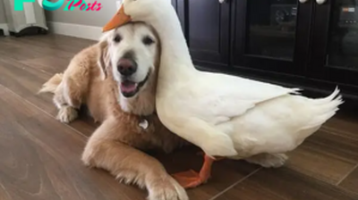 lvl.”Unexpected Bonds: Betty the Dog’s Heartfelt Embrace of an Orphaned Duckling Inspires Compassion Across Species Lines”