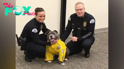 hq. Gizmo, the small puppy, visited the police station in a plea for adoption, employing touching gestures in the hope of persuading the officer to accept. The scene came as a surprise to the online community.