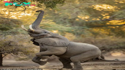 SV Graceful walks in search of tree rewards in Zimbabwe National Parks! ‎