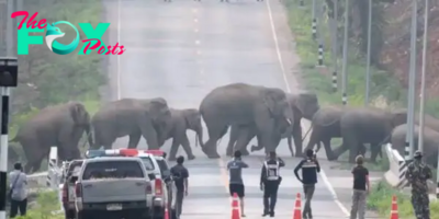 binh. “Majestic Elephant Parade Mesmerizes in Breathtaking Road-Crossing Spectacle! Graceful Giants Leave Unforgettable Impression on Onlookers in Enchanting Journey.”