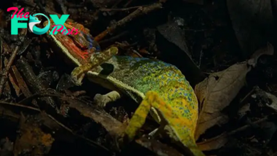 Watch chameleon erupt in color 'as if uttering her last words' in her final moments before death