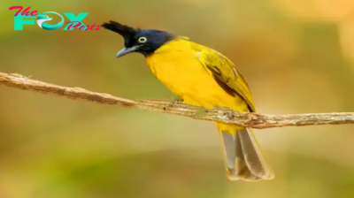 QL Nature’s Melodic Magic: Experience the Enchanting Treetop Serenade of the Black-Crested Bulbul