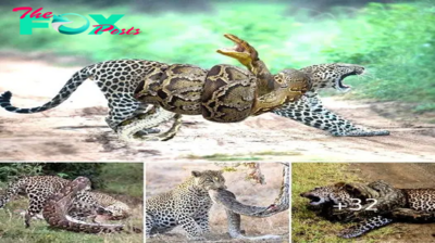 The leopard, constricted by the python, defiantly leapt and Ьіt its аdⱱeгѕагу’s һeаd (video)