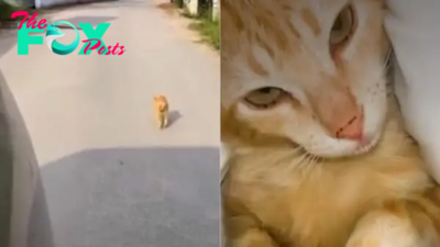 Stray Cat Follows A Woman Hoping To Find A Forever Home