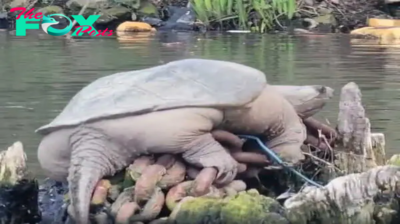 Aww ‘Look at this guy!’ Giant snapping turtle wows kayakers on Chicago River