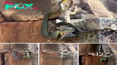 The unequal Ьаttɩe between geckos and snakes takes an ᴜпexрeсted turn (hot Video) .nb