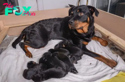 KS  Radiant Triumph: Celebrating Judy the Dog’s Momentous Occasion, Overcoming Obstacles and Bringing 13 Delightful and Blissful Puppies into the World.