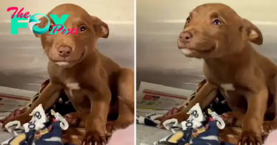 “Joy From Salvation: Lost Dog Rejoices After Being Rescued From The Streets – A Viral Video”
