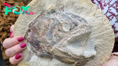 1S.A remarkably well-preserved 3D fish fossil from the Early Jurassic era, dating back 183 million years, has been discovered.