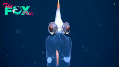 Watch a see-through squid with demon-like eyes swim in Alaska's deep waters