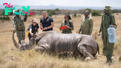 First-ever successful IVF pregnancy in rhinos could save species from extinction