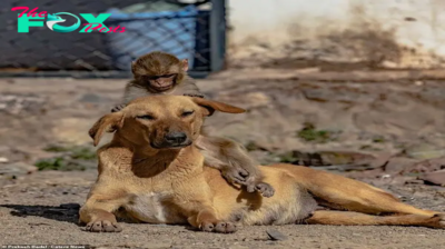 QT Inspiring Animal Adoption Story: Dog Nurtures Orphaned Monkey, Forms Unbreakable Bond with New Owner nin