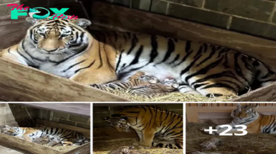 Lamz.New Beginnings: Witness the Arrival of Three Tiny Amur Tiger Cubs at the Saint Louis Zoo, Captured on Camera Today (Video)