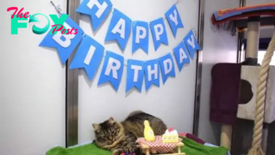 Shelter Throws A Birthday Party For A Cat Hoping Someone Would Adopt Her And No One Comes