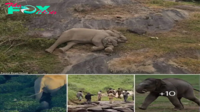 Heartwarming Reunion: Mother Elephant Embraces Lost Calf After Days Apart