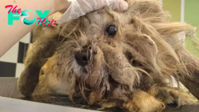 Matted Dog Neglected For Years Shocks Everyone With His Amazing Transformation