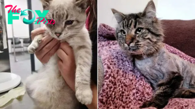 Two Rescued Kittens With Hernia Get A Second Chance In Life