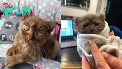 Meet Quill, Adorable Kitten With Teddy Bear Ears And Twisted Legs