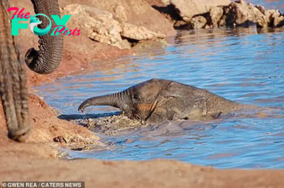 STK.  “Mom, please save me!” – A heart-wrenching tale of a baby elephant being swept away by a raging river, desperately calling out for his mother’s help.
