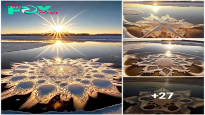 Ice Flowers: Delicate Creations Blossoming in Extreme Cold and Tranquil Conditions