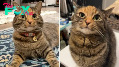 Family Brings Home This Cat Who Learns To Say The Sweetest Word To Her Mom