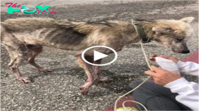 Perro husky abandonado con piel y huesos fue salvado y “renovado” espectacularmente al poco tiempo