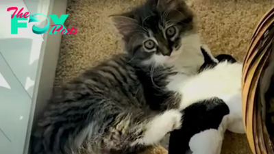 Cat Who Loves His Stuffed Animal Finally Gets A Sister