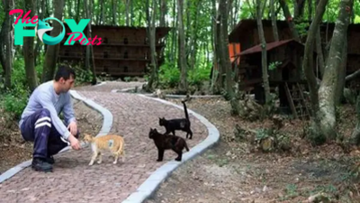 This Small Town Is Built Just For Homeless Cats